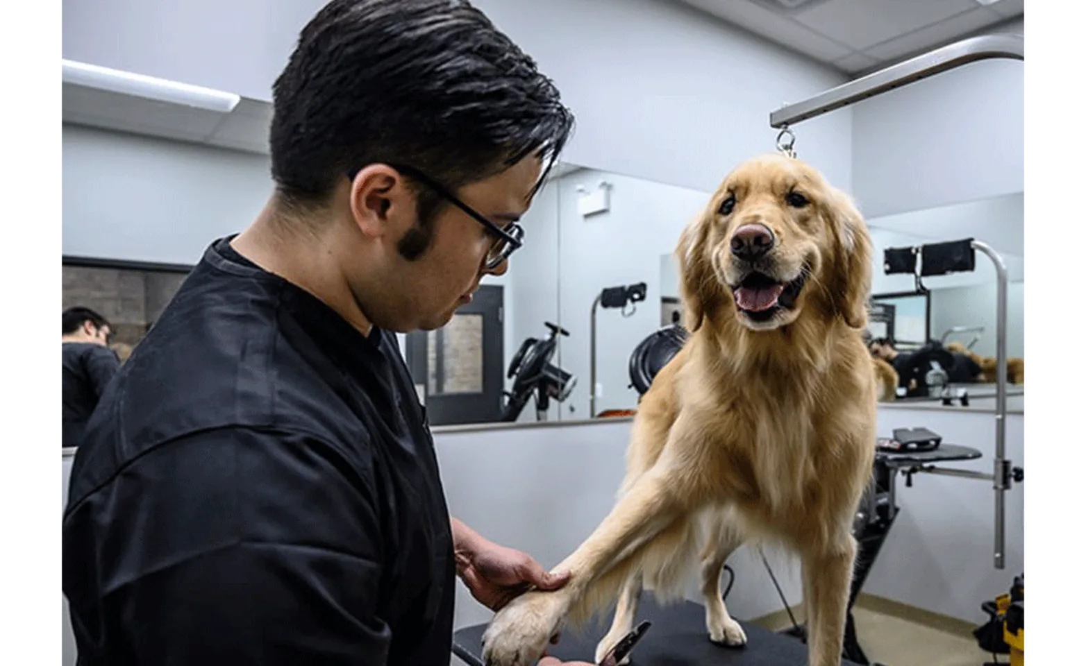Staff trimming the nails of a golden retriever